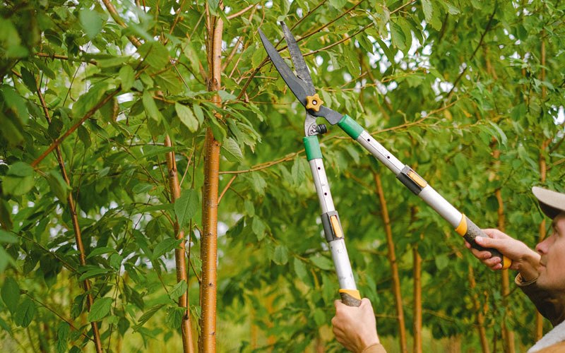 Tree trimming in Mooreland, IN